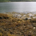 shona  7